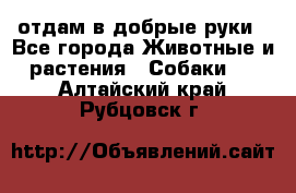 отдам в добрые руки - Все города Животные и растения » Собаки   . Алтайский край,Рубцовск г.